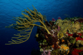   Coral landscape  